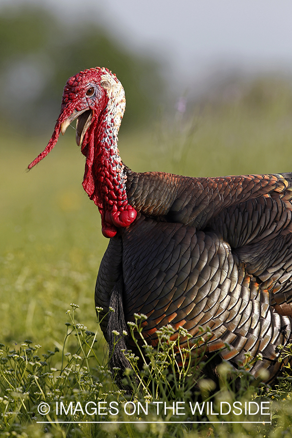 Rio grande turkey gobbler in spring habitat.