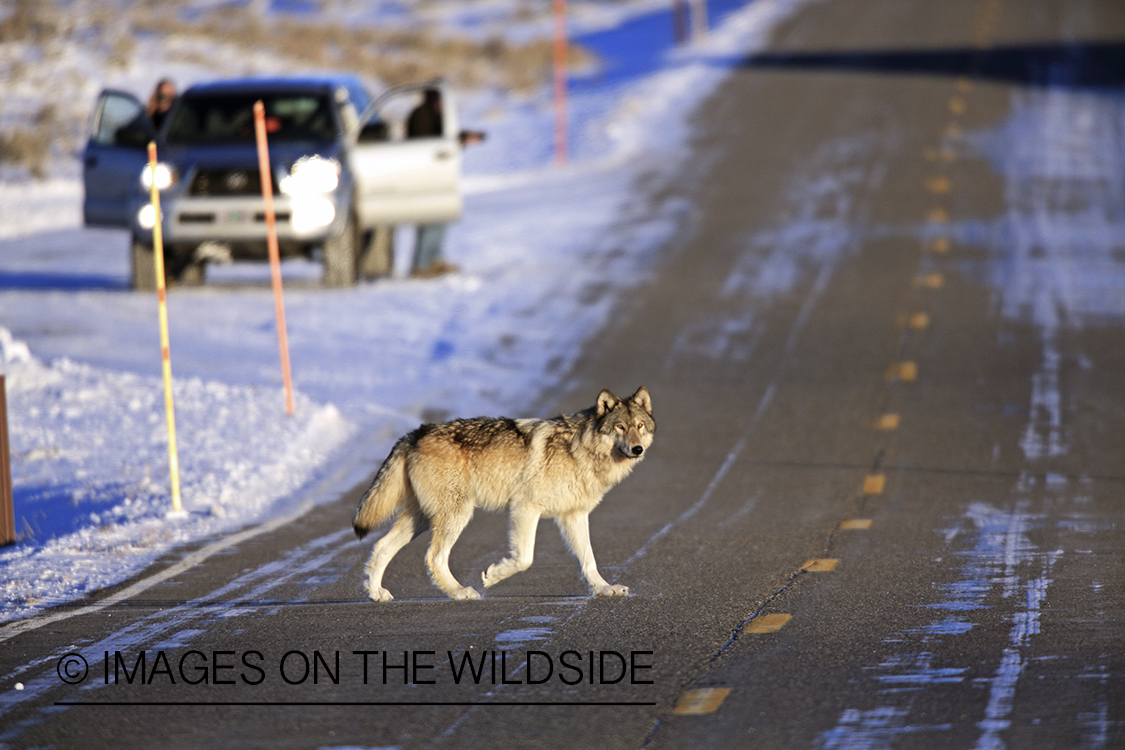 Wild free-ranging gray wolf crossing highway in Yellowstone National Park.