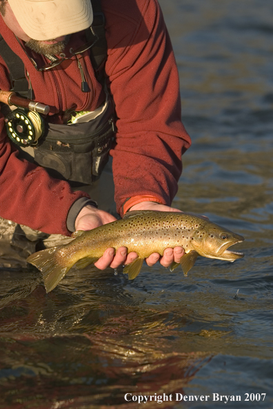 Flyfisherman holding brown trout.