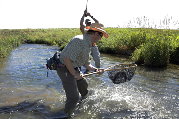 Flyfishermen landing a rainbow trout