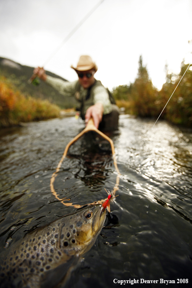 Flyfisherman Netting Large Brown Trout