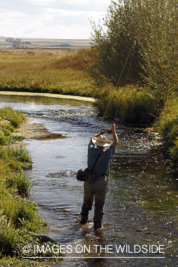 Flyfisherman fighting trout on small stream.