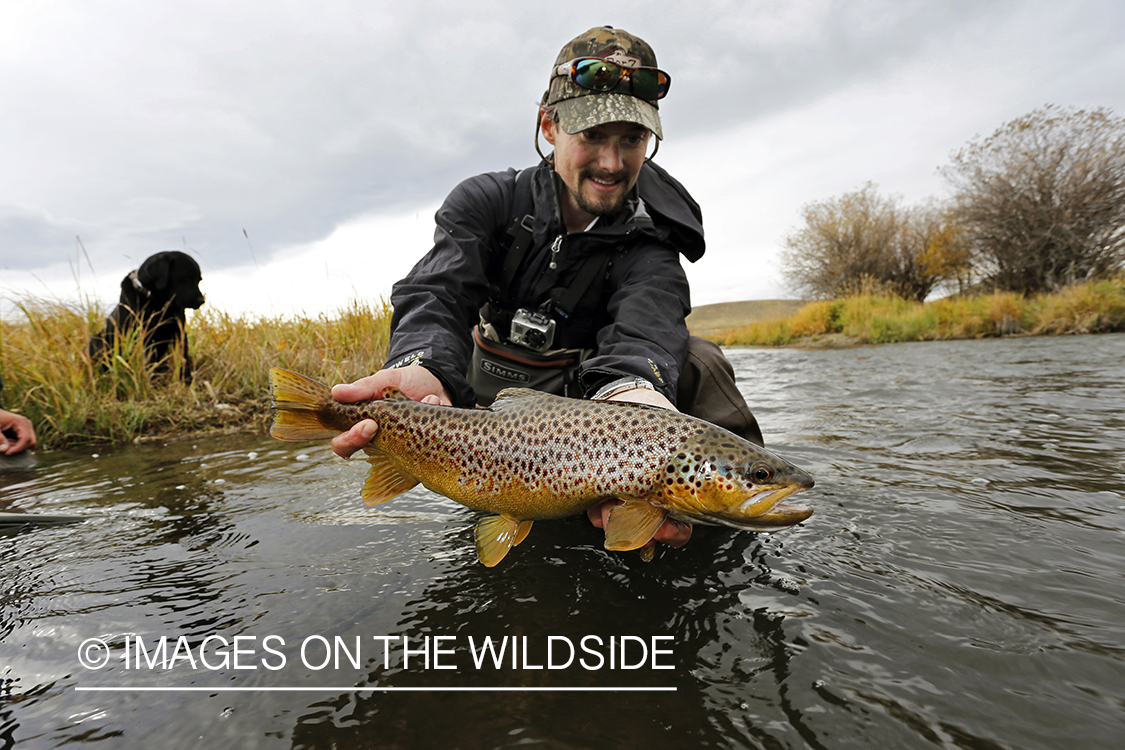 Flyfisherman releasing brown trout.