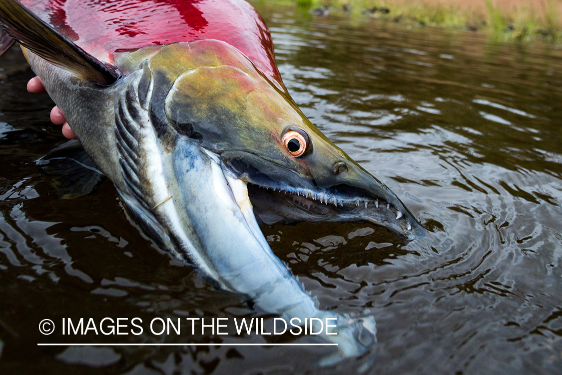 Close up of Sockeye salmon.