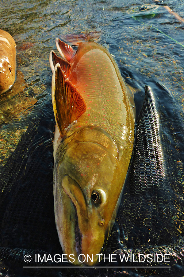 Bull trout on fishing net.