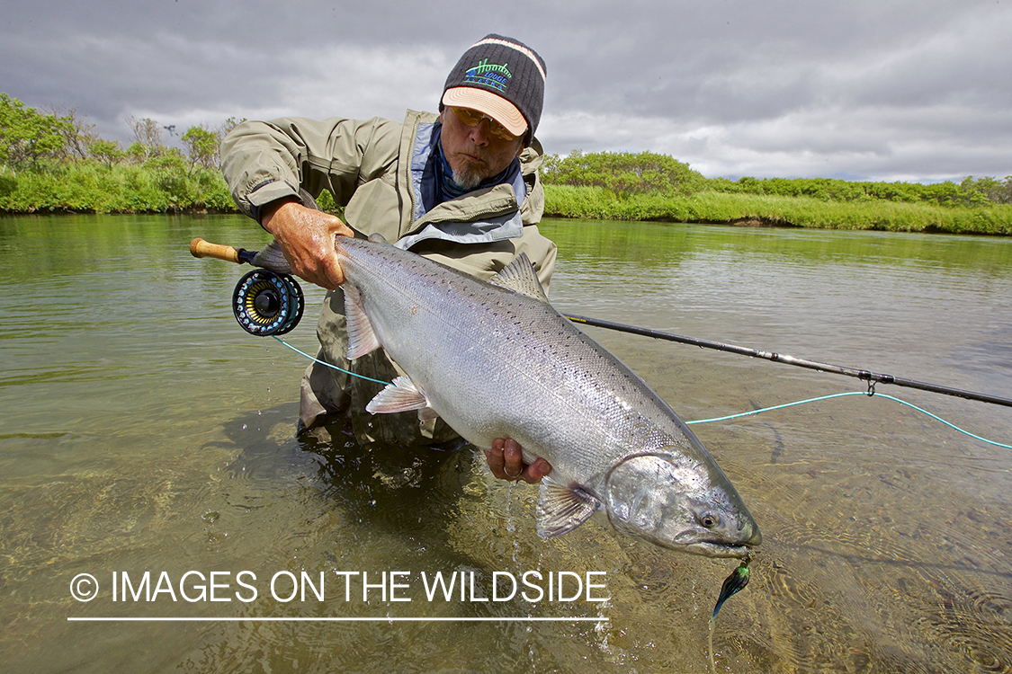 Flyfisherman releasing King Salmon.