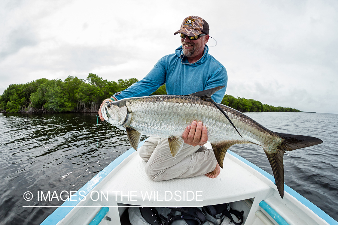 Flyfisherman releasing tarpon.