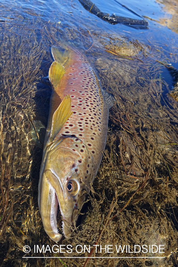 Landed brown trout in water.