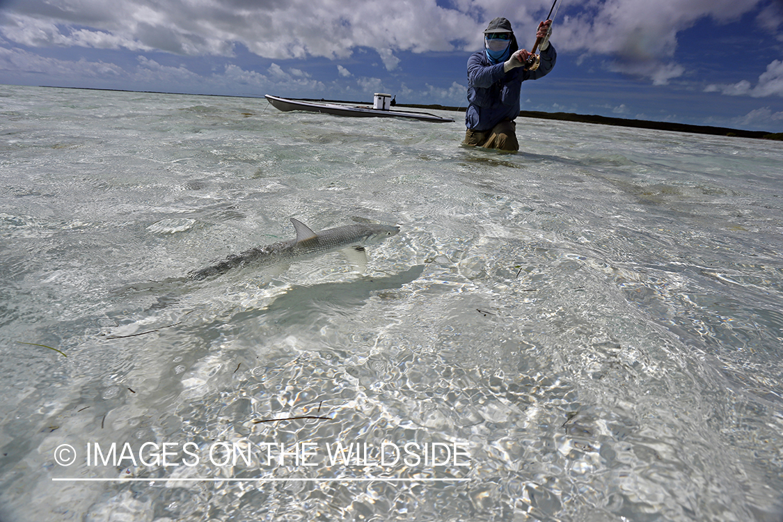 Flyfisherman fighting bonefish.