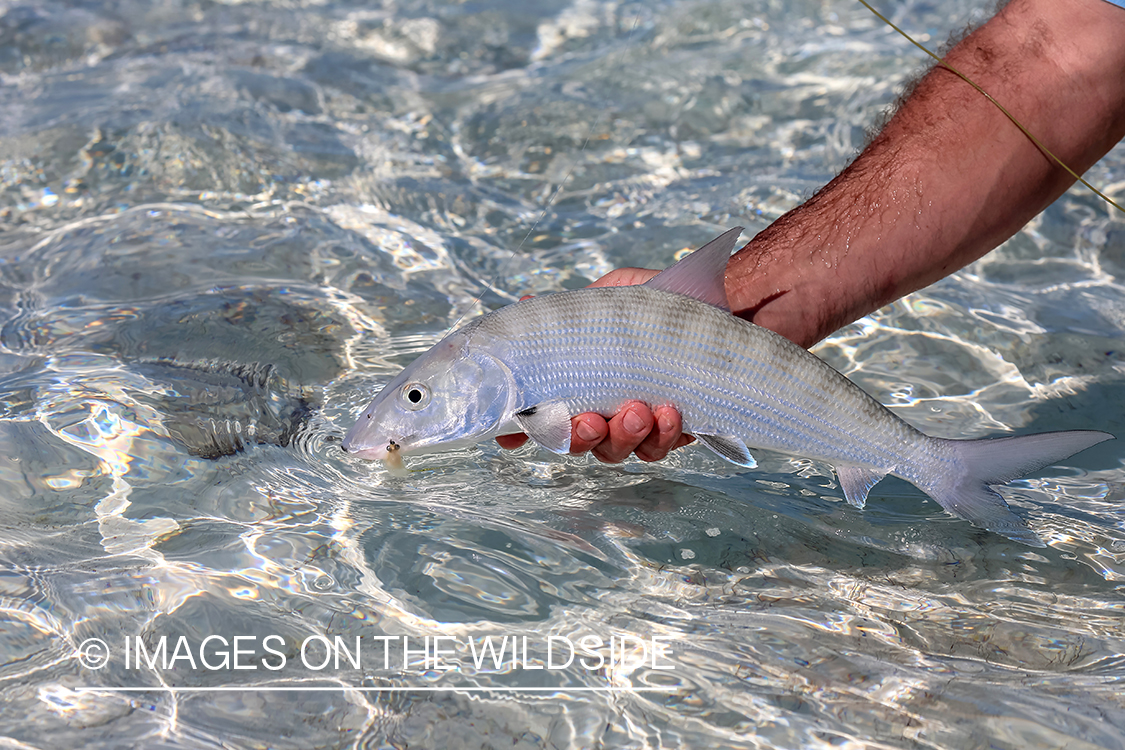 Flyfisherman releasing Bonefish.