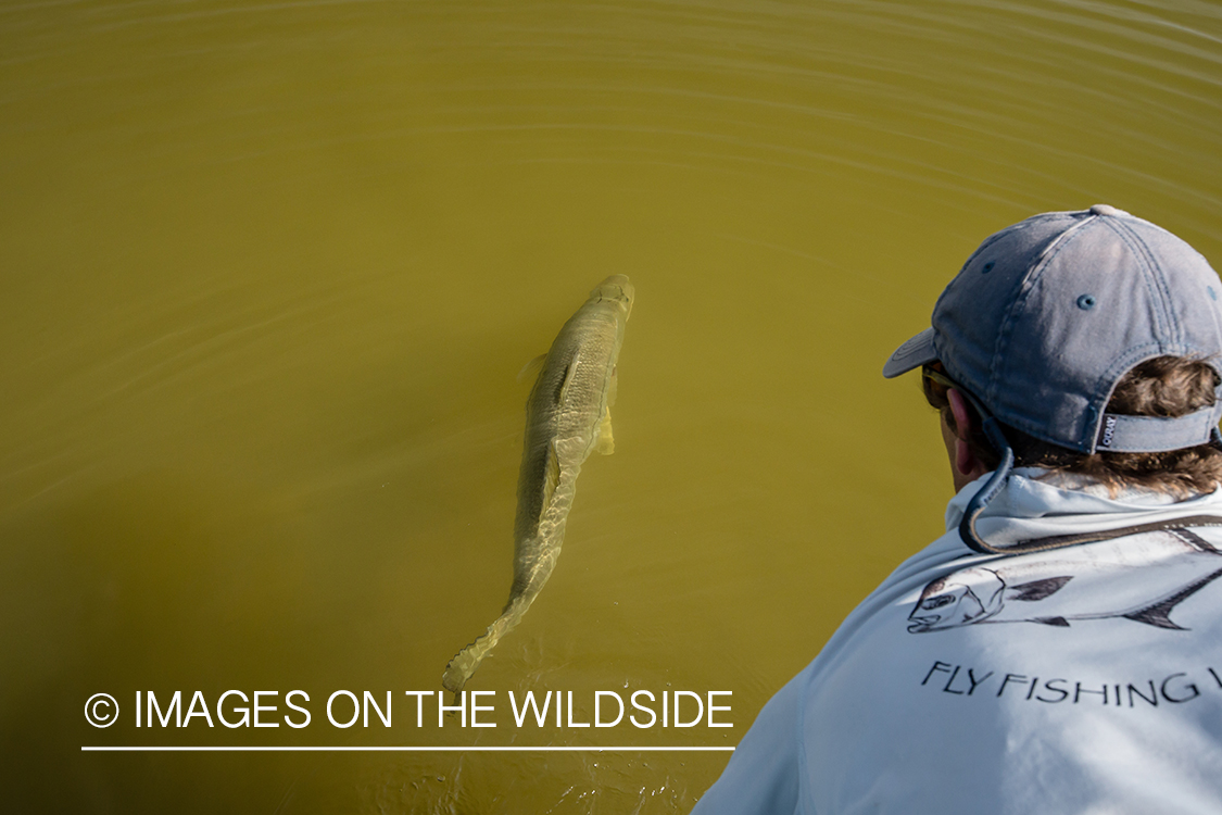 Flyfisherman releasing fish.