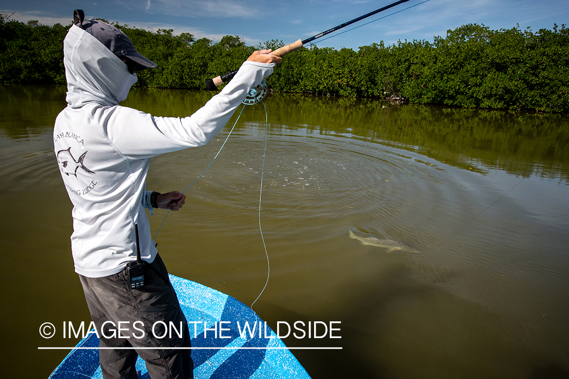 Fisherman fighting snook.
