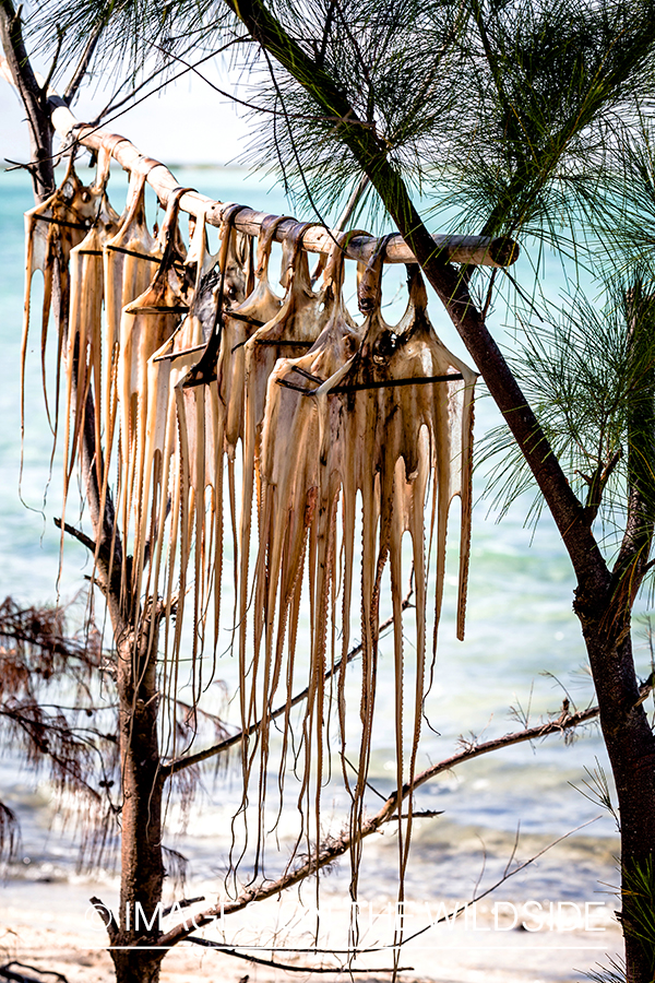 Octopus hanging to dry. 