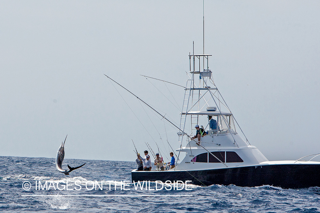 Fishermen fighting with jumping sailfish.