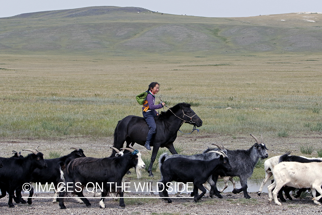 Mongolian girl on horseback herding goats on Mongolian steppe.