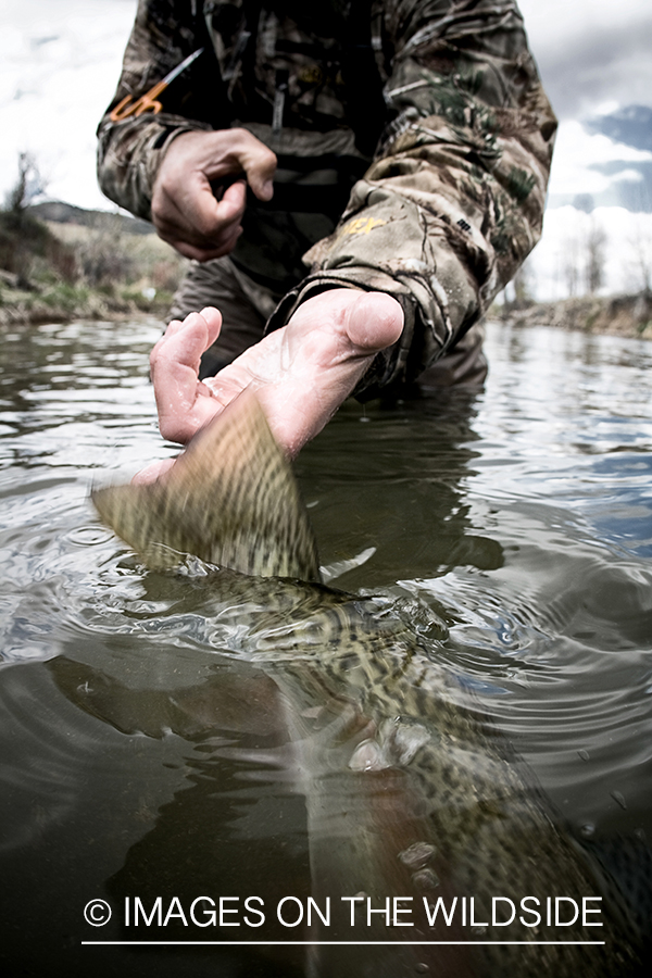 Flyfisherman releasing rainbow trout. 