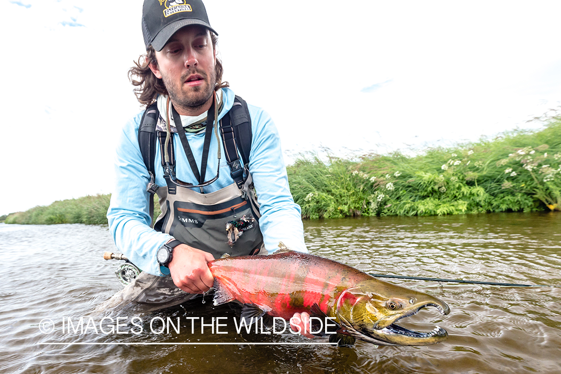 Flyfisherman with cherry salmon in Sedanka river in Kamchatka Peninsula, Russia.