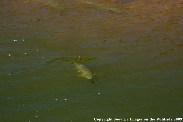 Golden Dorado fish on fishing line