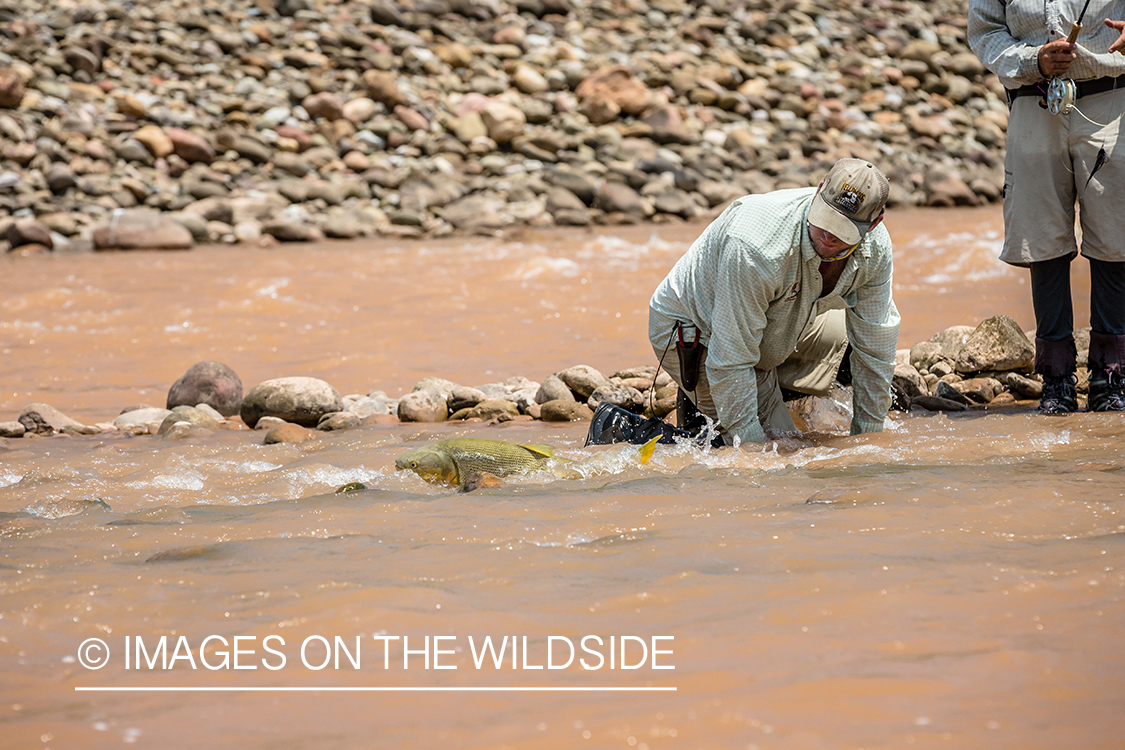 Flyfishing for Golden Dorado in Bolivia.