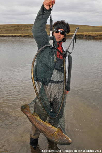 Flyfisherman with large brown trout. 