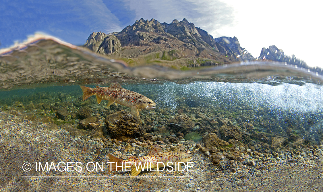 Brown trout in stream. 