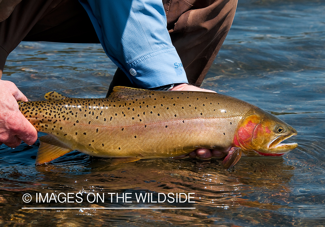 Yellowstone Cutthroat Trout