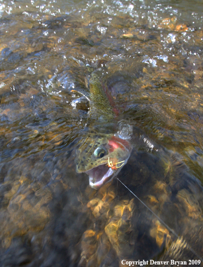 Rainbow trout in small stream