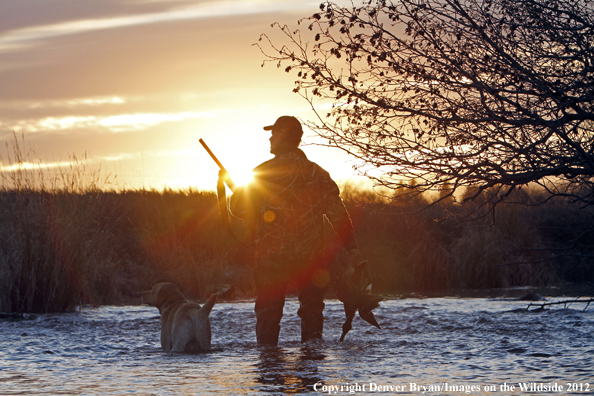 Duck hunter with bagged mallards and yellow labrador retriever. 