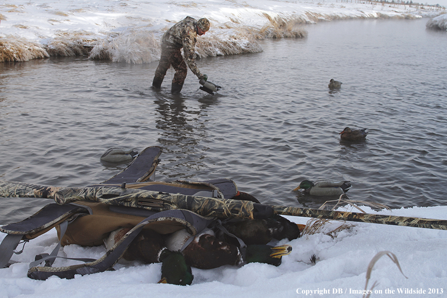 Waterfowl hunter picking up decoys.