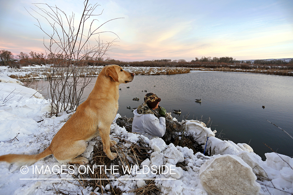 Waterfowl hunter calling ducks from blind with yellow lab.