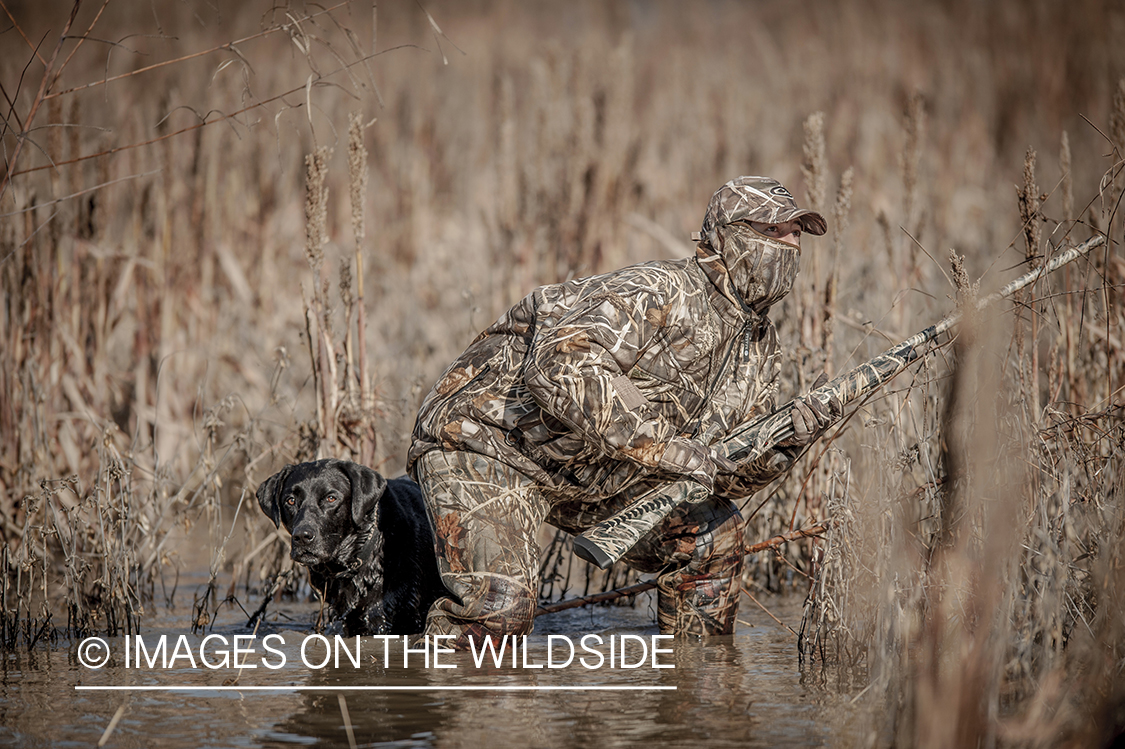 Waterfowl hunter in wetlands with black lab.