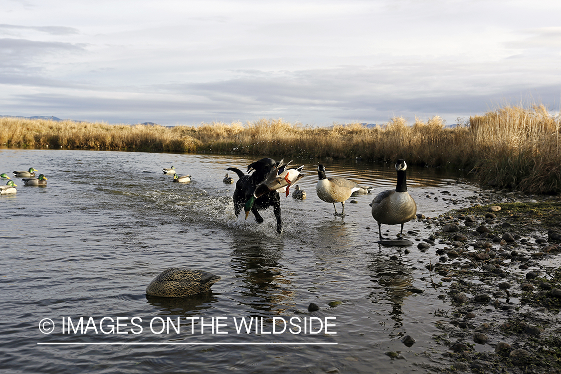 Black lab retrieving mallard drake.