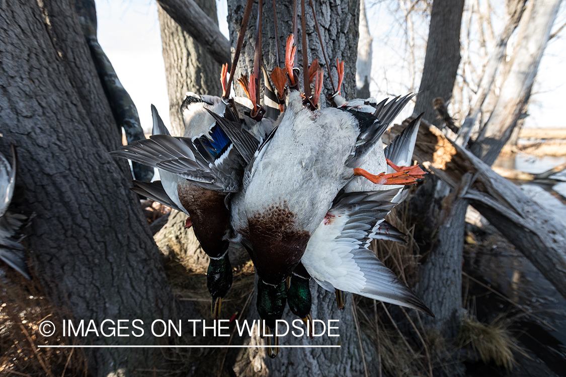 Waterfowl hunting