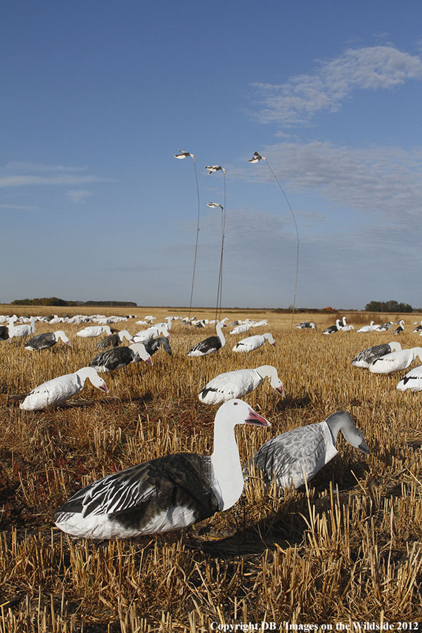 Snow goose decoy set up in field.