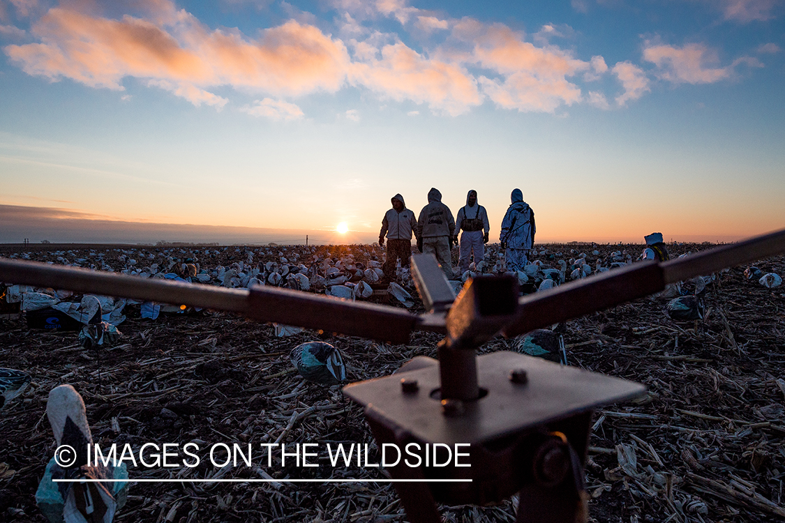 Setting up decoys at dawn. 