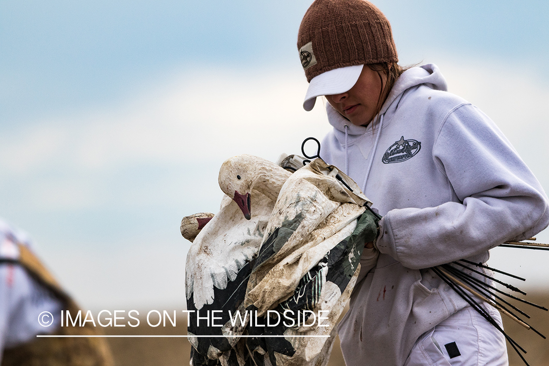 Female goose hunter packing up after day of hunting.
