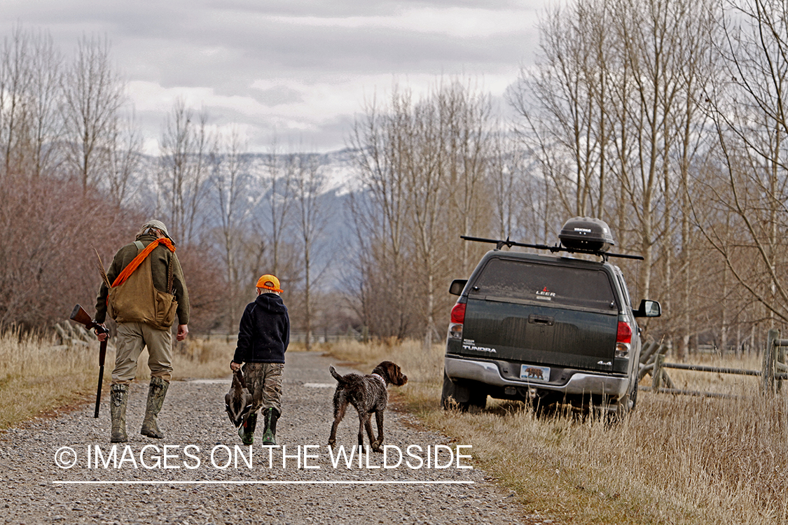 Father and son pheasant hunting. 