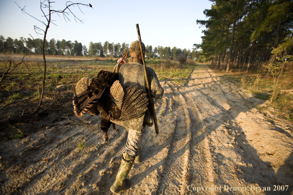 Turkey hunter in field with bagged bird