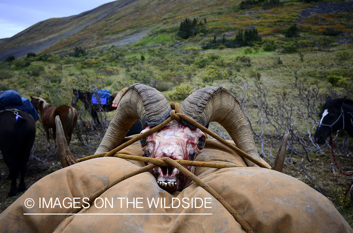 Stone sheep and Mountain goat hunting.