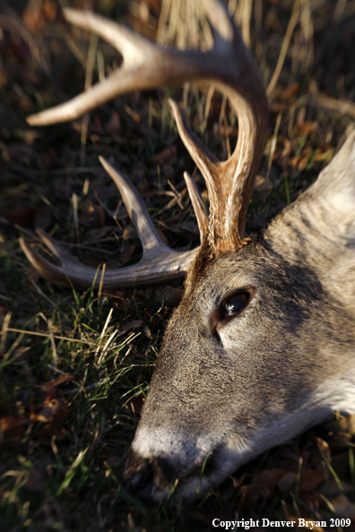 Hunter-Killed whitetail buck.