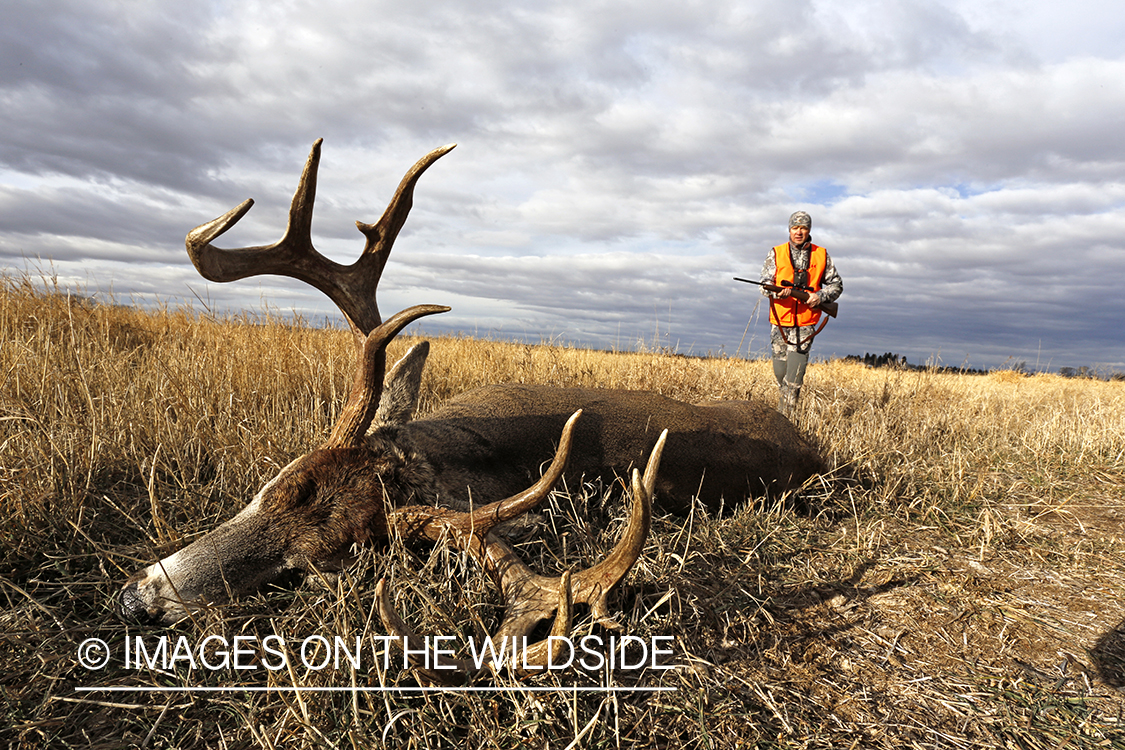 White-tailed deer hunter approaching downed buck.