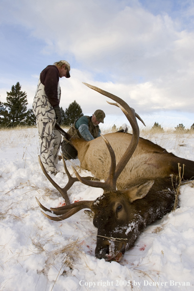 Elk hunter and guide field dressing downed elk.