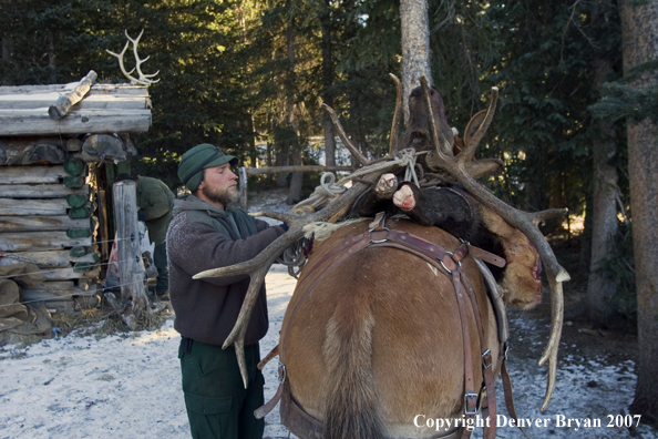 Elk hunter tying down antlers to back of mule