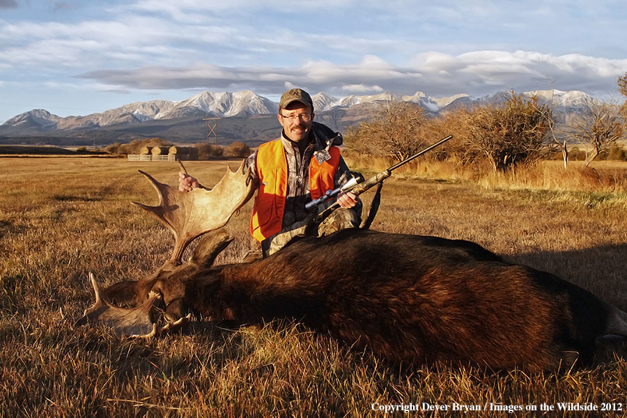 Hunter with downed bull moose in field.