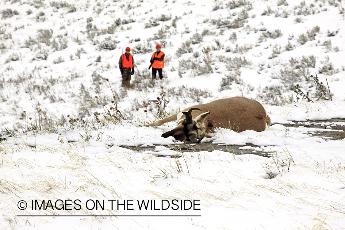 Young hunters approaching bagged pronghorn antelope. 