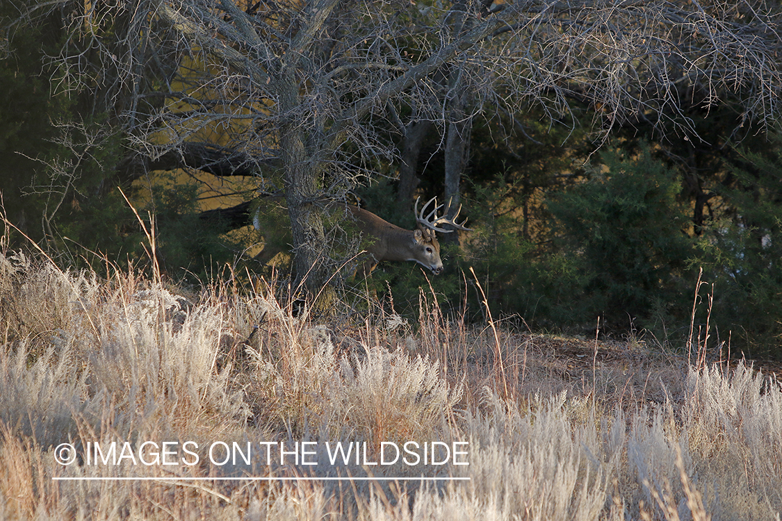 White-tailed buck in field.