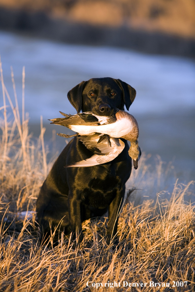 Black Labrador with retrieved Wigeon