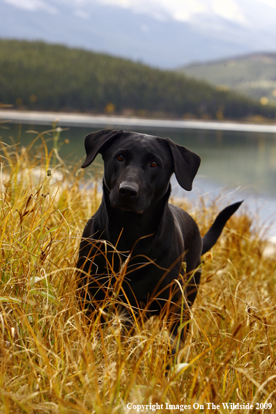 Black Labrador Retriever