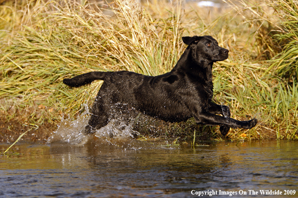 Black Labrador Retriever