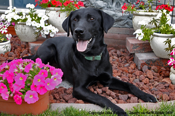 Black Labrador Retriever 